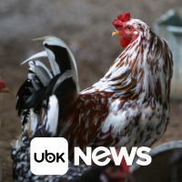 MUNDO - Indústria automobilística aposta que UE adiará anúncio sobre fim dos motores a combustão