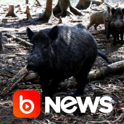 Diário de Notícias